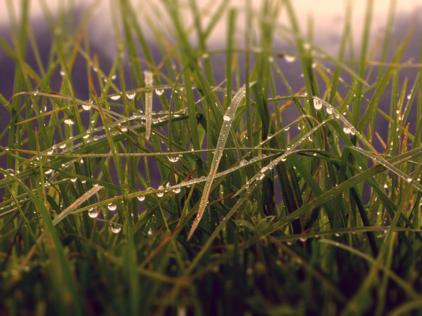 Grass after the rain
