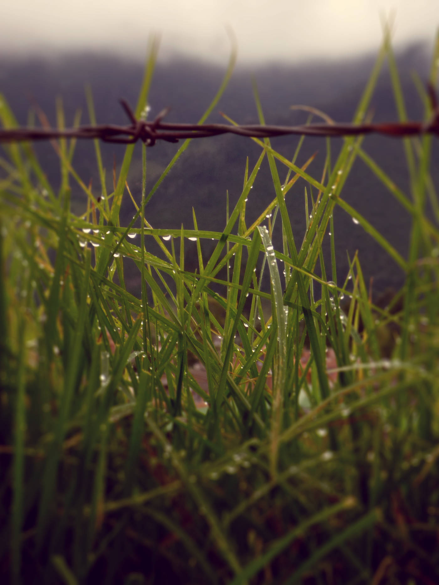 barbed wire and grass after the rain